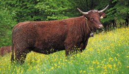 Alpenkoe