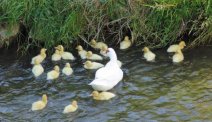 Landhotel Adler - eendenfamilie