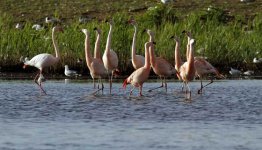 3-Daags Fietsarrangement Borken, de bijzondere flamingoroute