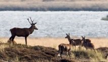 Nationaal park Thy