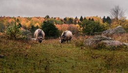 Schapen © Gustav Dalesjö