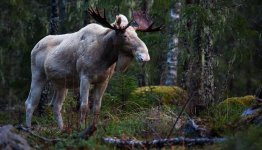 Värmland eland ©Anders Tedeholm imagebank.sweden.se