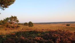 Nederland - Veluwe ©Pixabay
