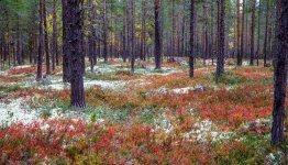 Bos in de herfst Värmland © Anders Tedeholm  Image Bank Sweden