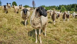 Rhön Schapen © Rhön GmbH