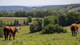 Bongerd_jstolp-cow-5234638_1920