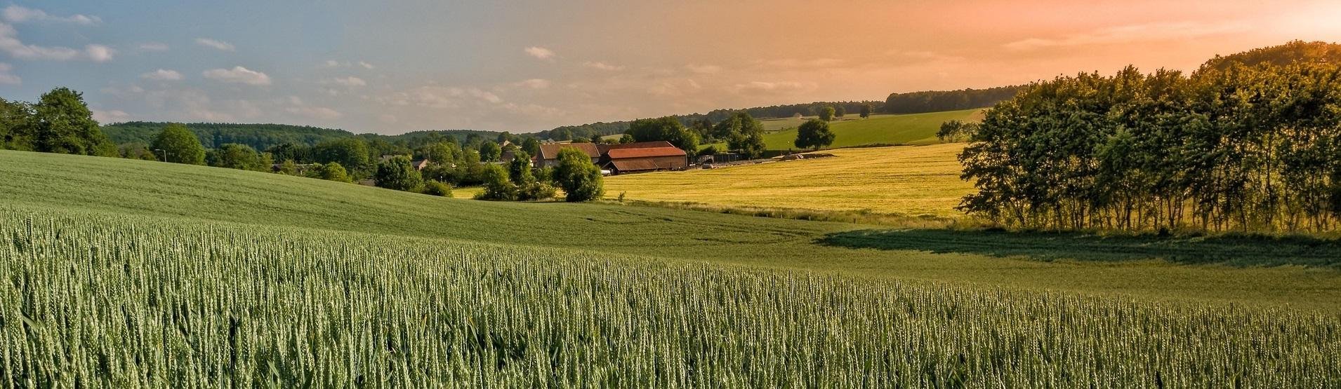 Bongerd_4379051-hill-7590967_1920_banner