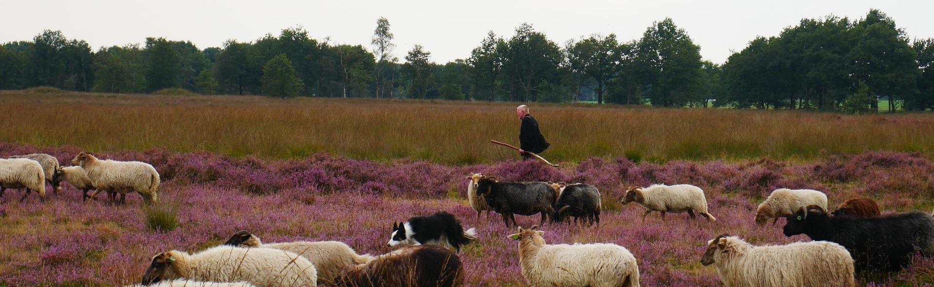 RT_Nederland_Drenthe_ajel-sheep-941820_1920