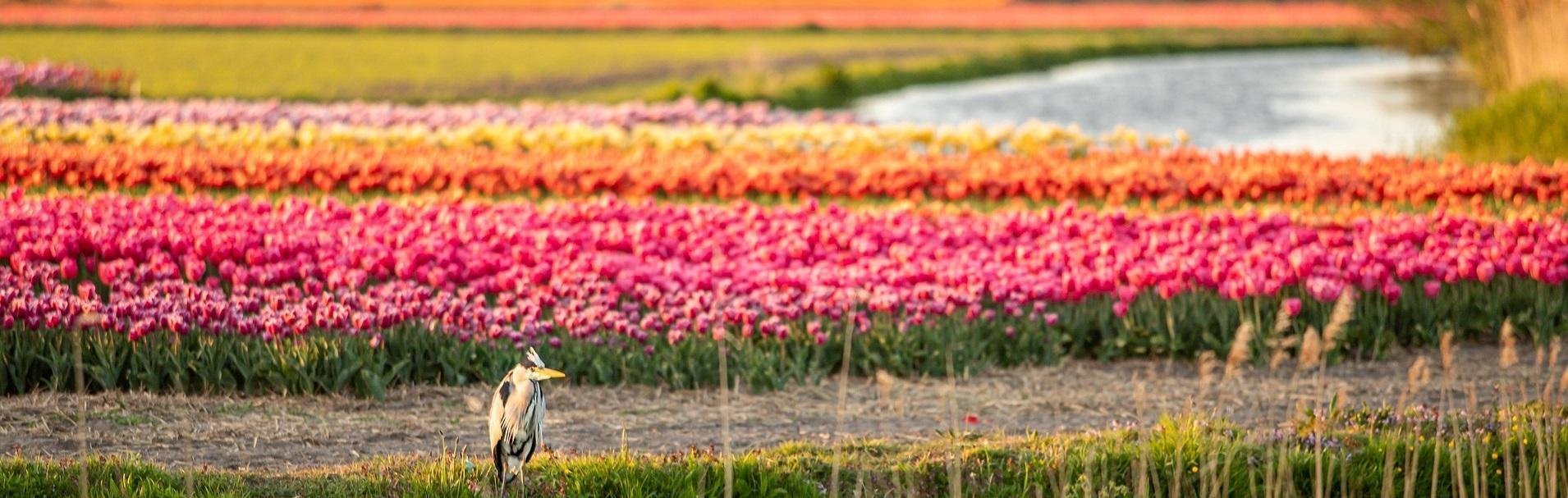 RT_Nederland_Noord-Nederland_michael_luenen-heron-5097499_1920